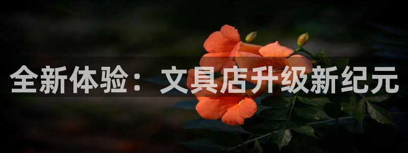 龙八国际手机版下载安卓：全新体验：文具店