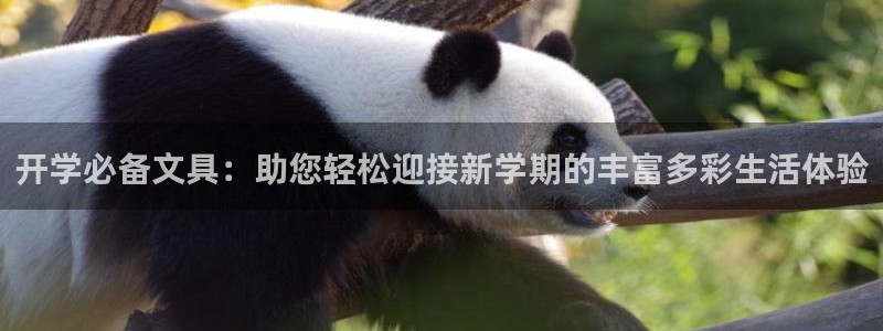 龙八国际优惠券：开学必备文具：助您轻松迎