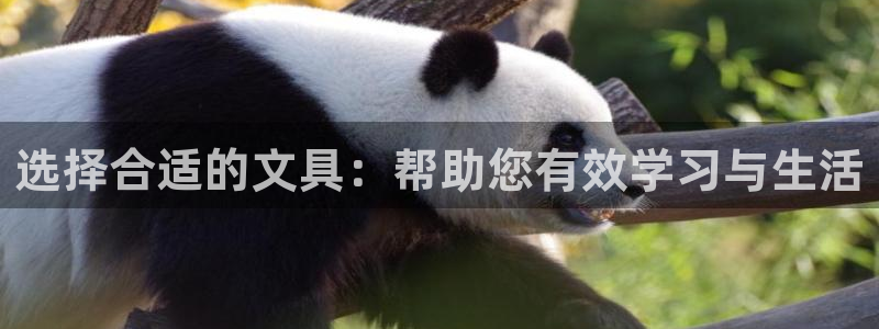 龙八国际集团：选择合适的文具：帮助您有效