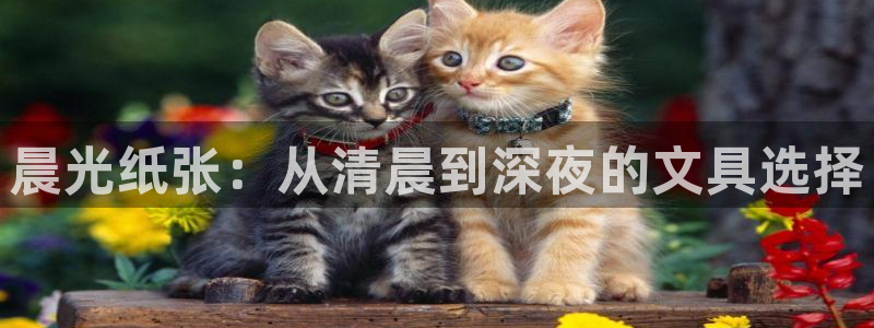 龙八国际体育：晨光纸张：从清晨到深夜的文