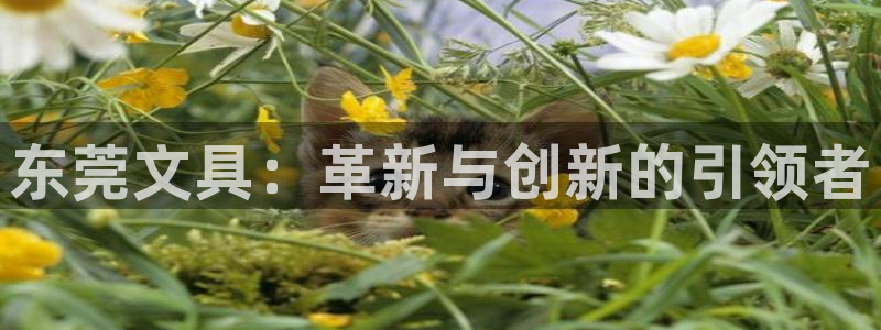 龙八国际pt老虎机官网：东莞文具：革新与