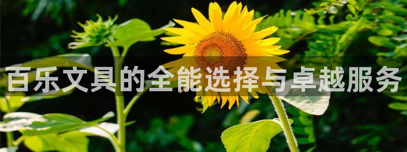 龙八国际下载链接安卓：百乐文具的全能选择